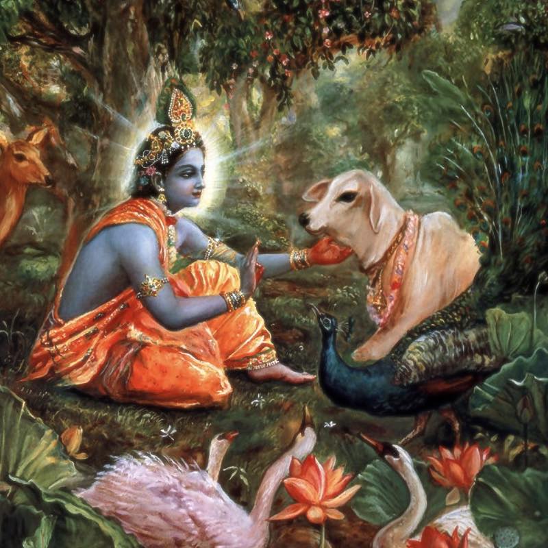 The Natural Situation of Vrindavan-Bhakti Vikasa Swami-Srila Prabhupada-Stumbit Krishna